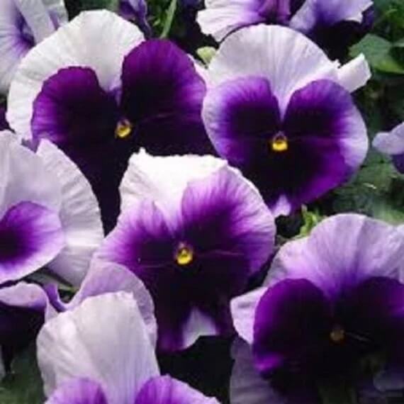 Pansy Swiss Giant Ullswater Beaconsfield Seeds - Heirloom Flower Garden Seeds for Growing