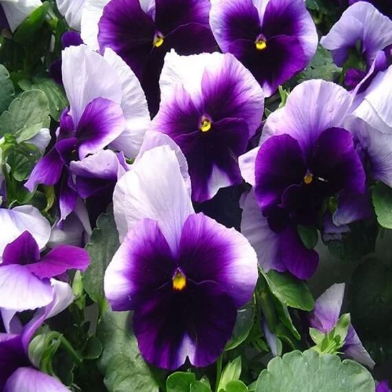 Pansy Swiss Giant Ullswater Beaconsfield Seeds - Heirloom Flower Garden Seeds for Growing