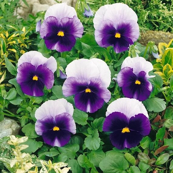 Pansy Swiss Giant Ullswater Beaconsfield Seeds - Heirloom Flower Garden Seeds for Growing