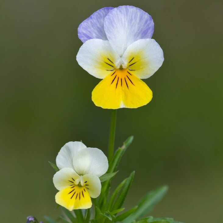 Pansy Viola tricolor Seeds - Heirloom Flower Garden Seeds for Growing