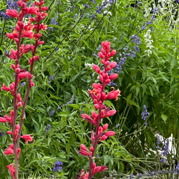 Parviflora Hesperaloe Seeds - Heirloom Flower Garden Seeds for Growing
