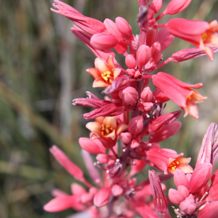 Parviflora Hesperaloe Seeds - Heirloom Flower Garden Seeds for Growing
