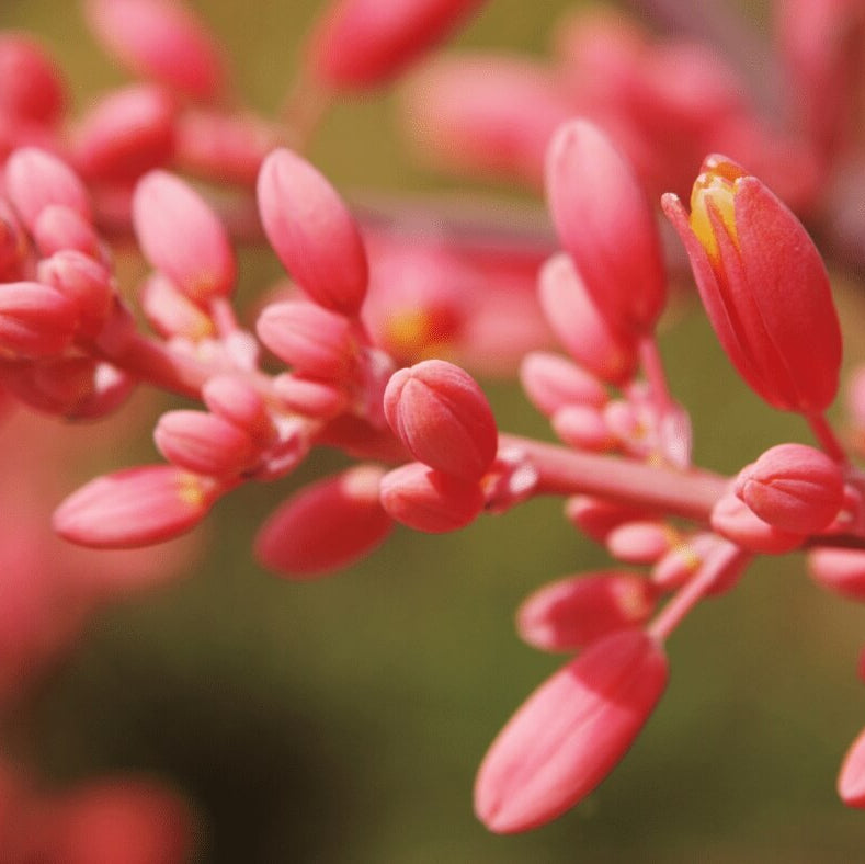 Parviflora Hesperaloe Seeds - Heirloom Flower Garden Seeds for Growing