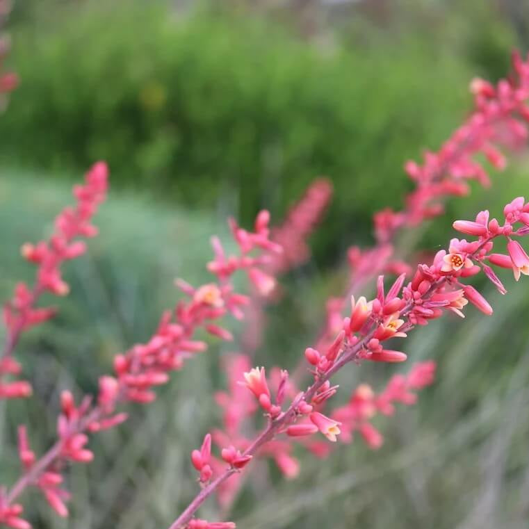 Parviflora Hesperaloe Seeds - Heirloom Flower Garden Seeds for Growing