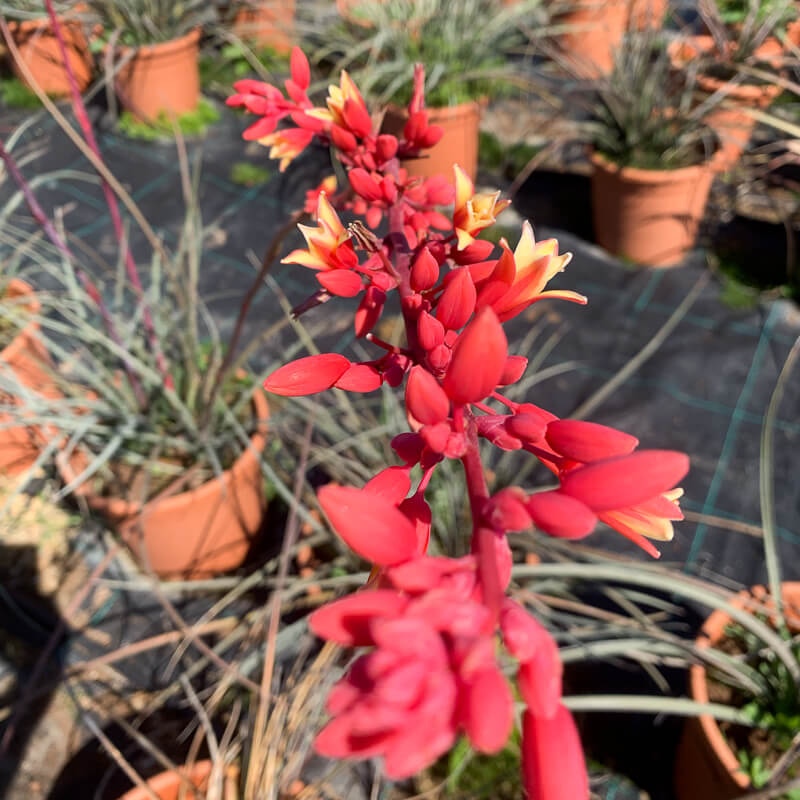 Parviflora Hesperaloe Seeds - Heirloom Flower Garden Seeds for Growing