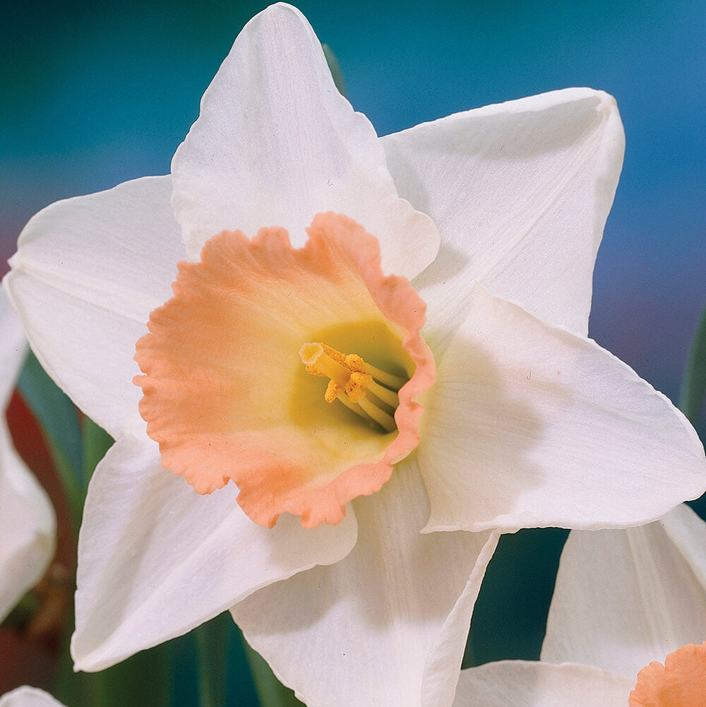 Peach Daffodil Seeds - Heirloom Flower Garden Seeds for Growing