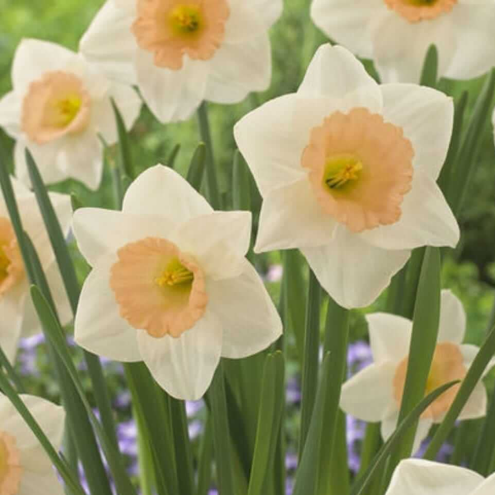 Peach Daffodil Seeds - Heirloom Flower Garden Seeds for Growing