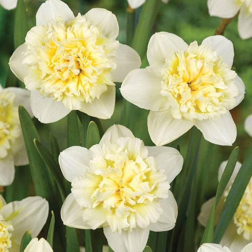 Peach Daffodil Seeds - Heirloom Flower Garden Seeds for Growing