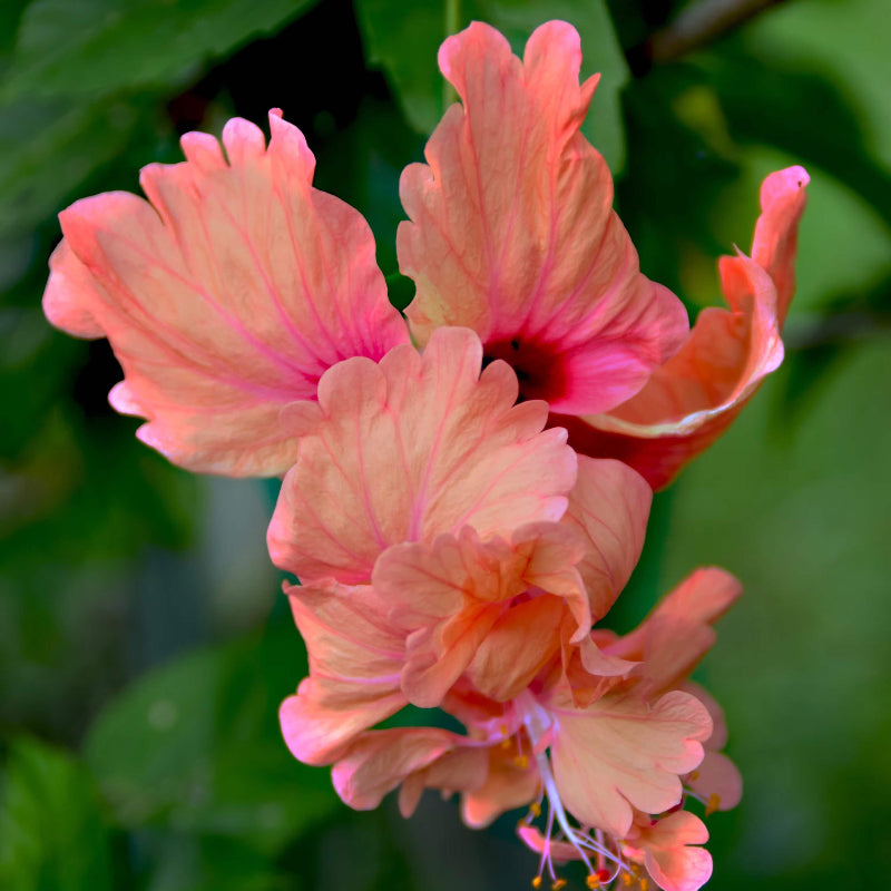 Peach Hibiscus Seeds - Heirloom Flower Garden Seeds for Growing