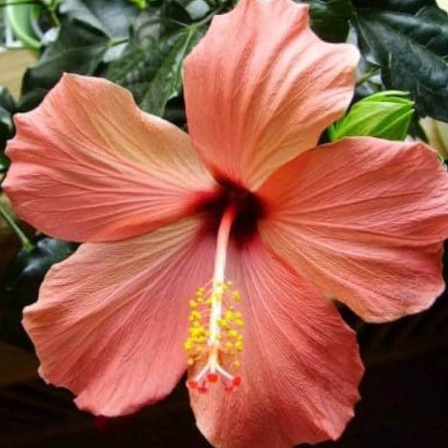 Peach Hibiscus Seeds - Heirloom Flower Garden Seeds for Growing