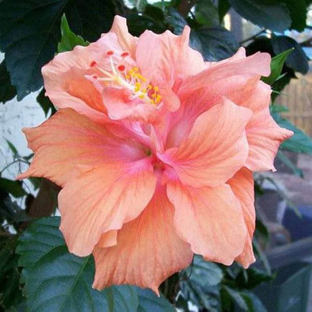 Peach Hibiscus Seeds - Heirloom Flower Garden Seeds for Growing