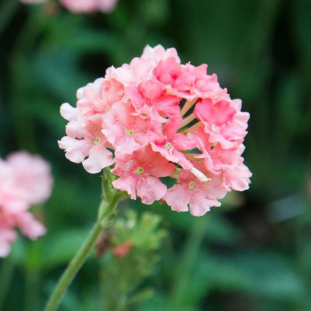 Peach Verbena Seeds - Heirloom Flower Garden Seeds for Growing