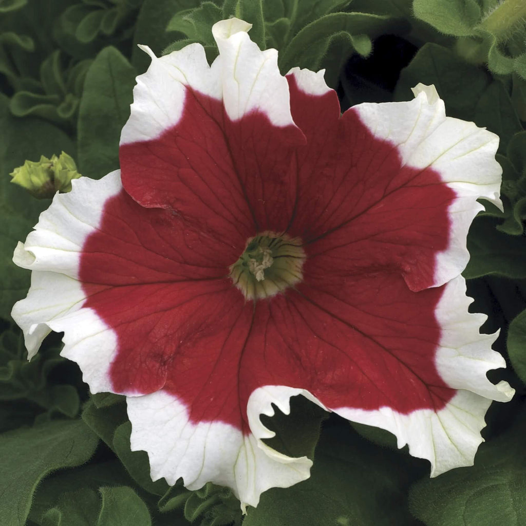 Pelletized Frost Kirsche Petunia Seeds - Heirloom Flower Garden Seeds for Growing