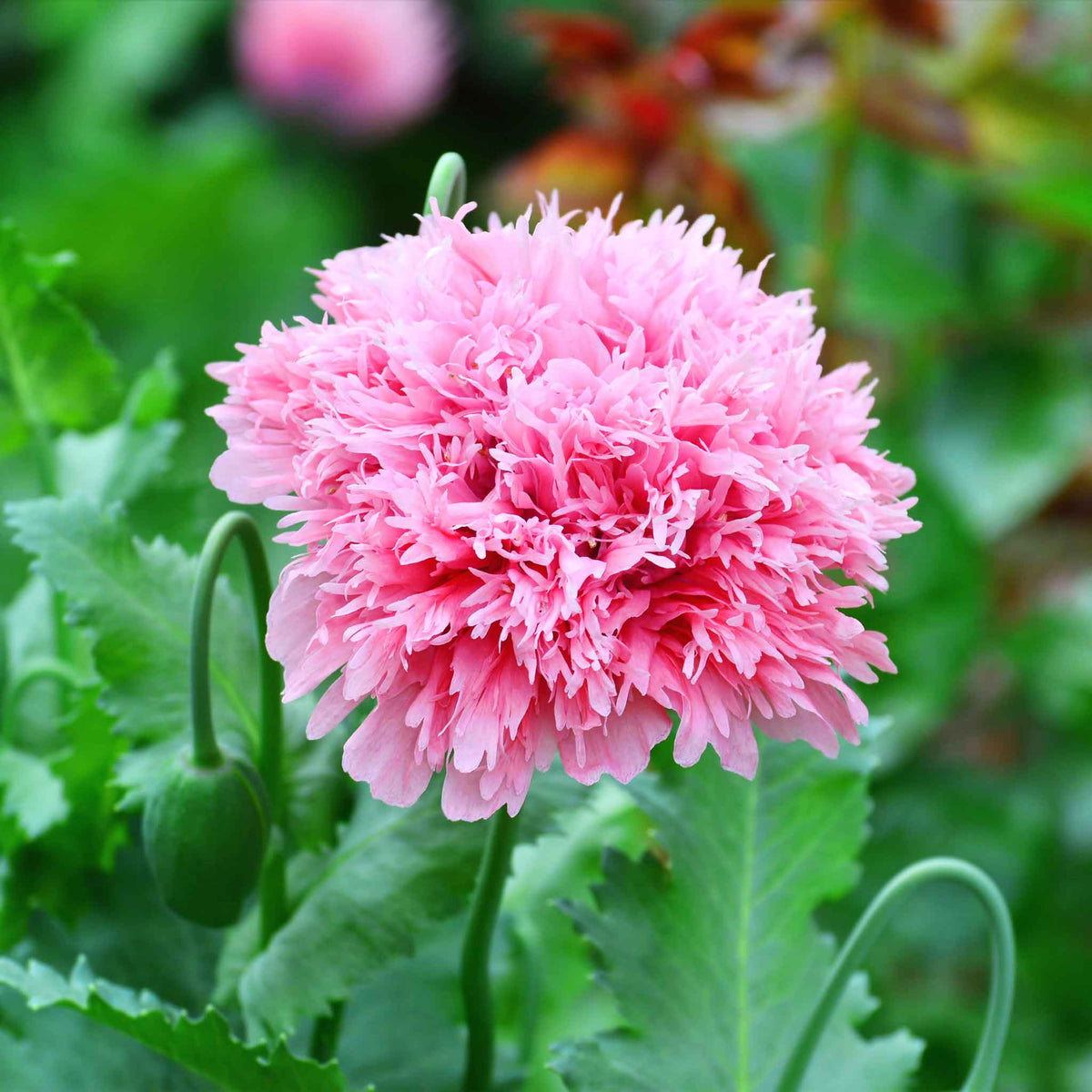 Peony Seeds - Mixed Garden Seeds for Growing