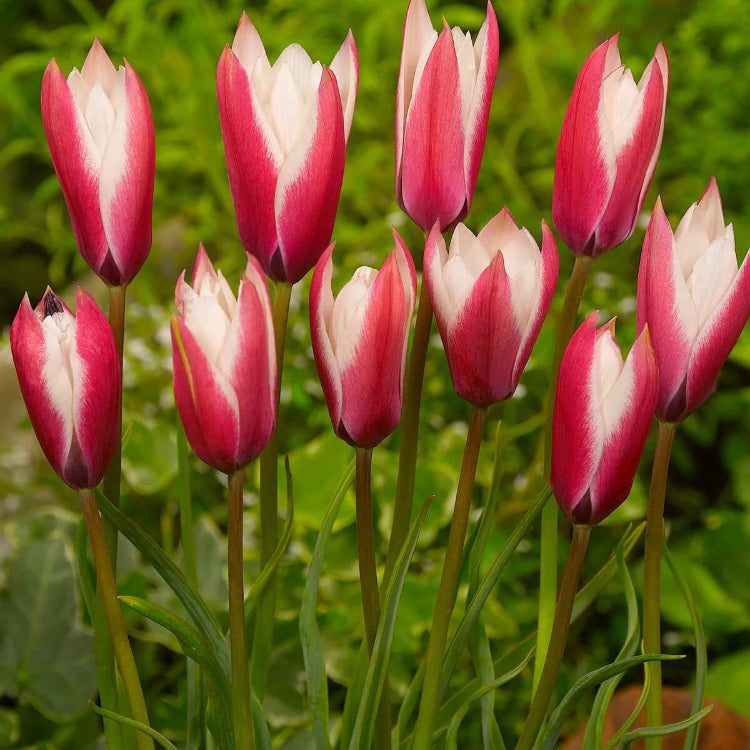 Peppermint Stick Tulip Seeds - Heirloom Flower Garden Seeds for Growing