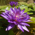 Perennial Aquatic Bloom Blue Lily Seeds - Heirloom Flower Garden Seeds for Growing