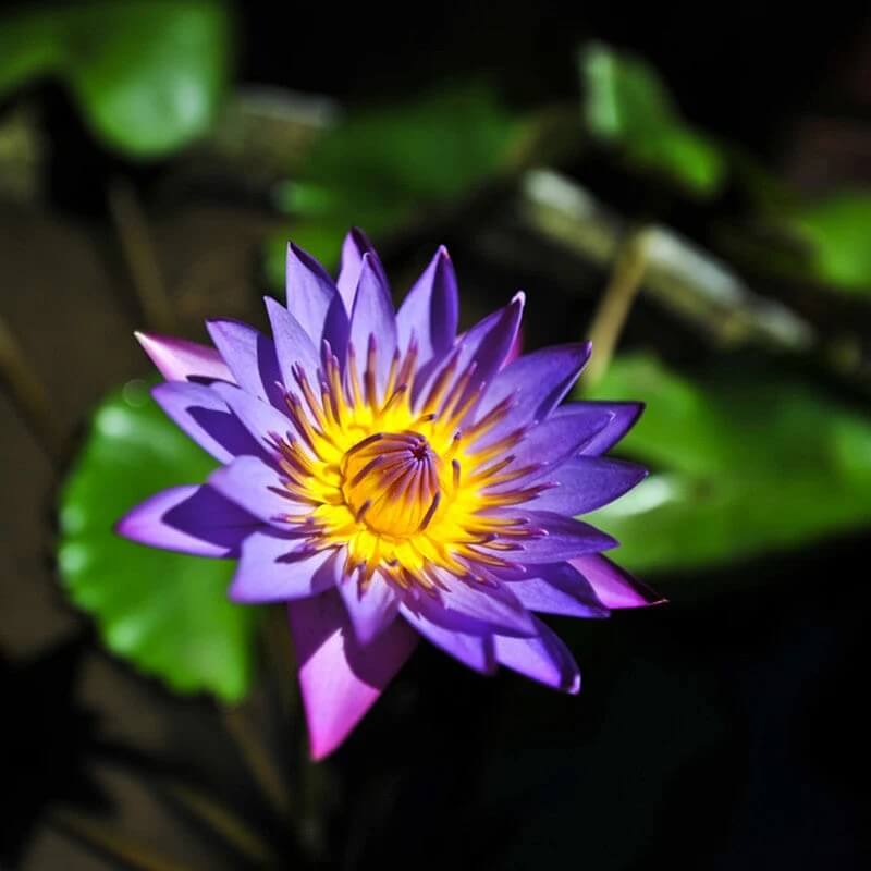 Perennial Aquatic Bloom Blue Lily Seeds - Heirloom Flower Garden Seeds for Growing