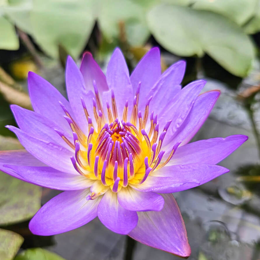 Perennial Aquatic Bloom Blue Lily Seeds - Heirloom Flower Garden Seeds for Growing