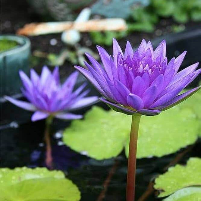 Perennial Aquatic Bloom Blue Lily Seeds - Heirloom Flower Garden Seeds for Growing