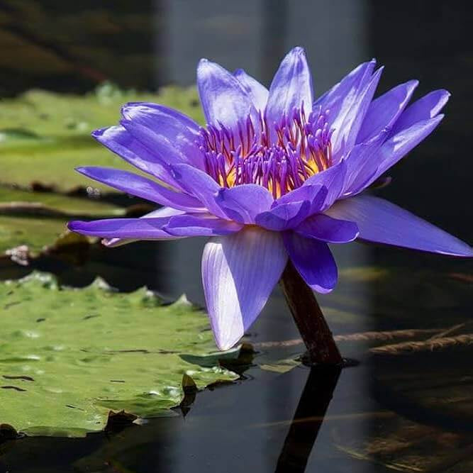 Perennial Aquatic Bloom Blue Lily Seeds - Heirloom Flower Garden Seeds for Growing