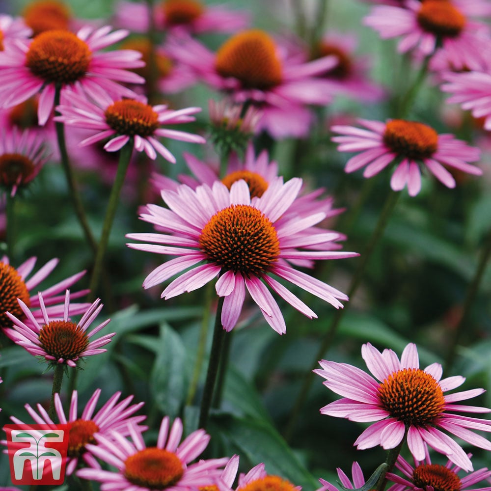 Perennial Coneflower Seeds - Heirloom Flower Garden Seeds for Growing