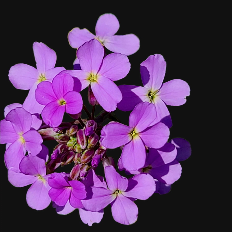 Perennial Dame's Rocket Seeds - Heirloom Flower Garden Seeds for Growing