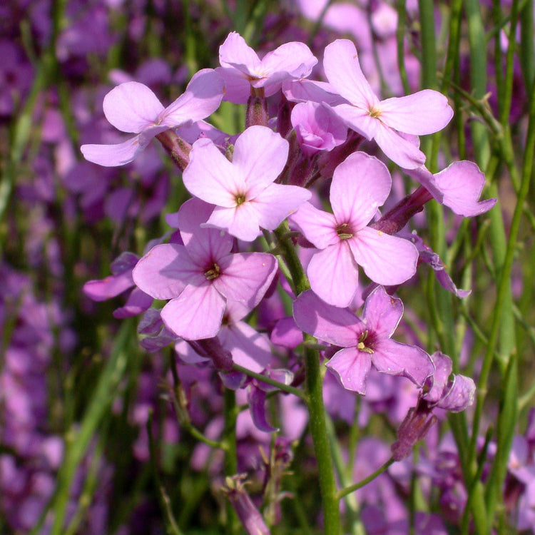 Perennial Dame's Rocket Seeds - Heirloom Flower Garden Seeds for Growing