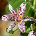 Perennial Japanese Toad Lily Seeds - Heirloom Flower Garden Seeds for Growing