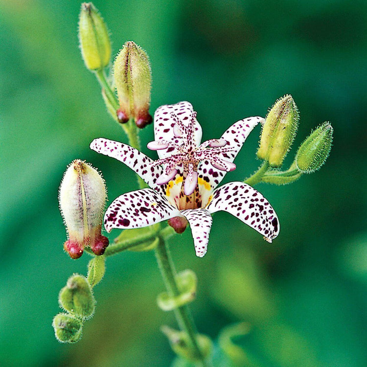 Perennial Japanese Toad Lily Seeds - Heirloom Flower Garden Seeds for Growing