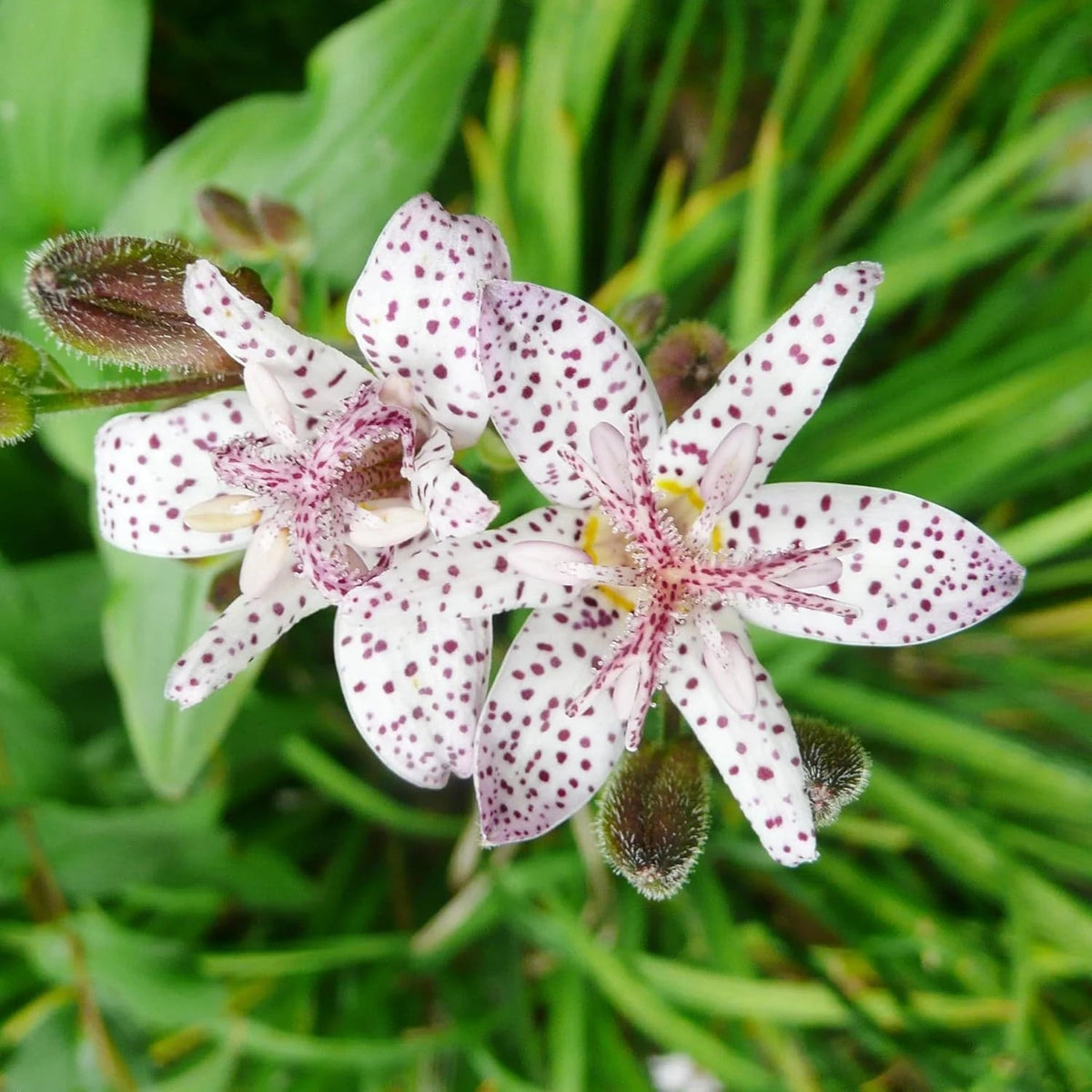 Perennial Japanese Toad Lily Seeds - Heirloom Flower Garden Seeds for Growing