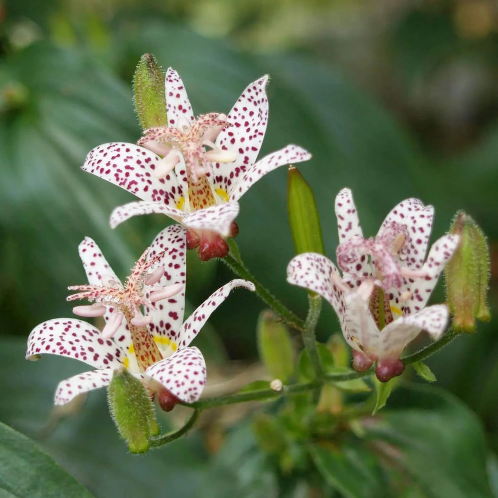 Perennial Japanese Toad Lily Seeds - Heirloom Flower Garden Seeds for Growing