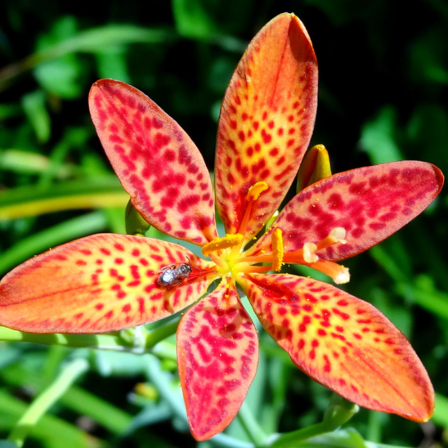 Perennial Leopard Lily Seeds - Heirloom Flower Garden Seeds for Growing