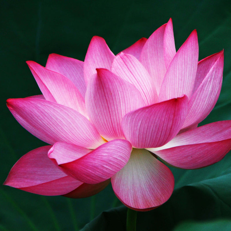 Perennial Lotus Seeds - Heirloom Flower Garden Seeds for Growing
