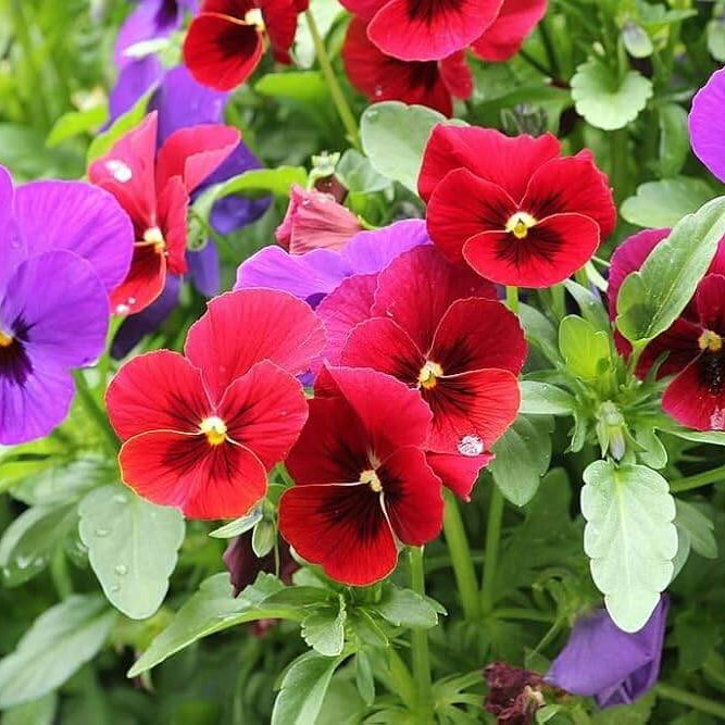 Perennial Pansy Viola Tricolor Seeds - Heirloom Flower Garden Seeds for Growing