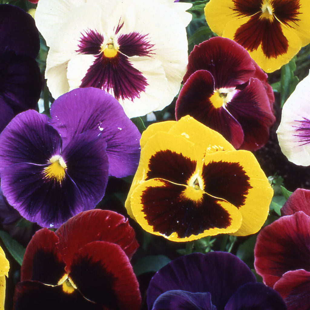 Perennial Pansy Viola Tricolor Seeds - Heirloom Flower Garden Seeds for Growing