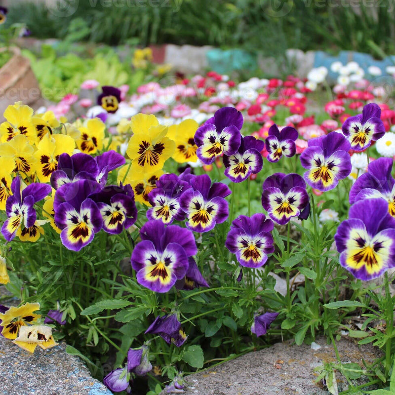 Perennial Pansy Viola Tricolor Seeds - Heirloom Flower Garden Seeds for Growing