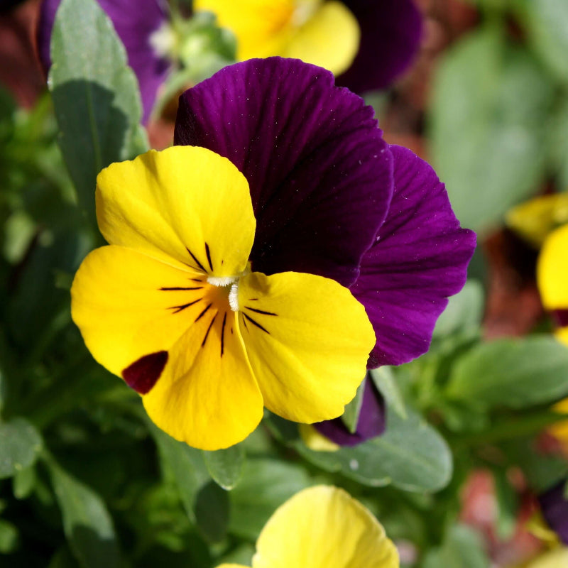 Perennial Pansy Viola Tricolor Seeds - Heirloom Flower Garden Seeds for Growing