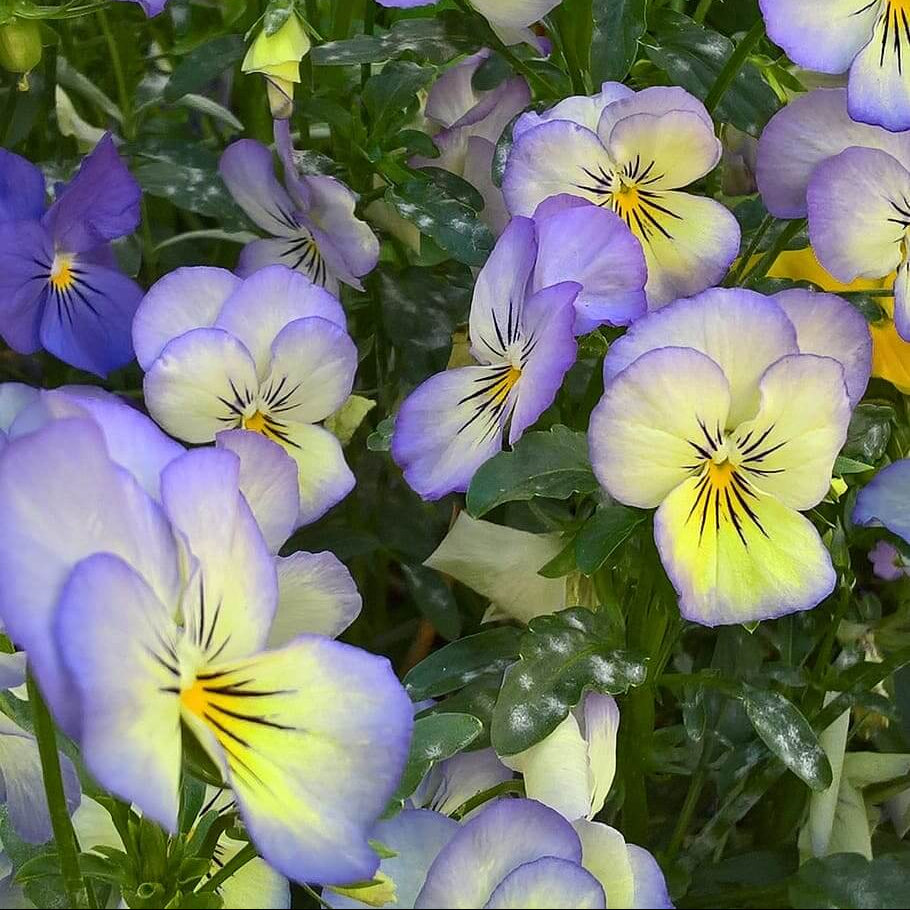 Perennial Pansy Viola Tricolor Seeds - Heirloom Flower Garden Seeds for Growing