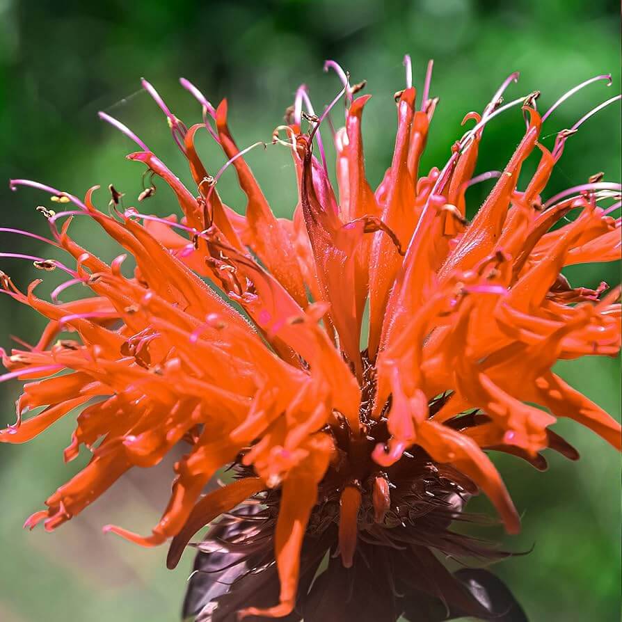 Perennial Pollinator Bee Balm Seeds - Heirloom Flower Garden Seeds for Growing