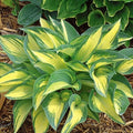 Perennial Shade Seeds 