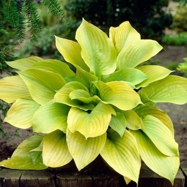Perennial Shade Seeds 