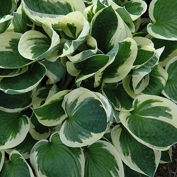 Perennial Shade Seeds 