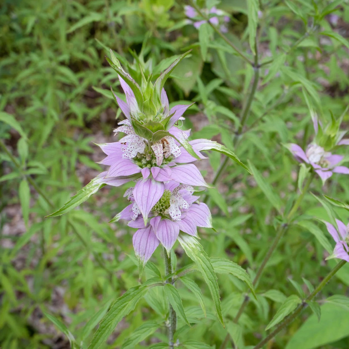 Perennial Wildflower Bee Balm Seeds - Heirloom Flower Garden Seeds for Growing
