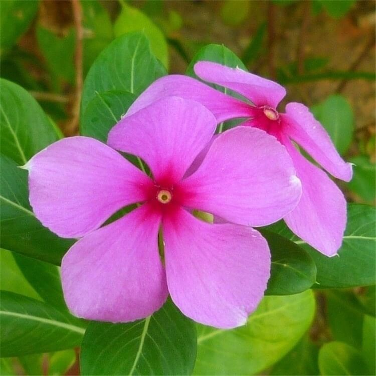 Periwinkle Catharanthus roseus seeds - Heirloom Flower Garden Seeds for Growing