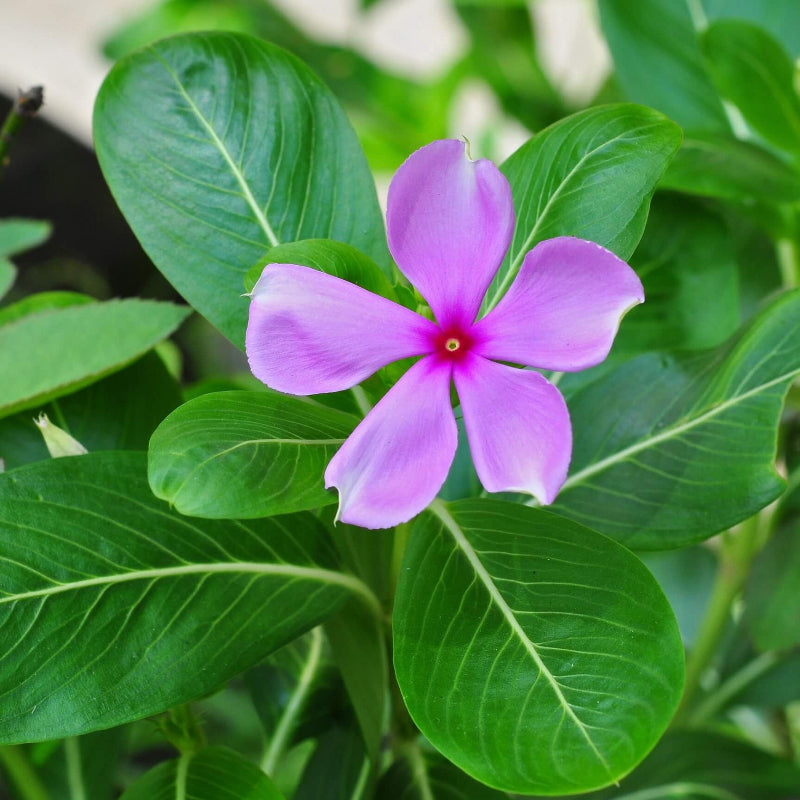 Periwinkle Catharanthus roseus seeds - Heirloom Flower Garden Seeds for Growing