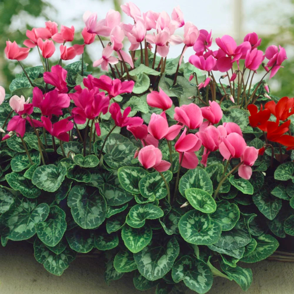 Persian Cyclamen Persicum Seeds - Heirloom Flower Garden Seeds for Growing