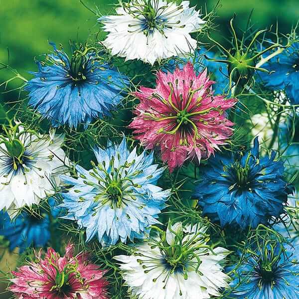 Persian Nigella Seeds -  Heirloom Flower Garden Seeds for Growing