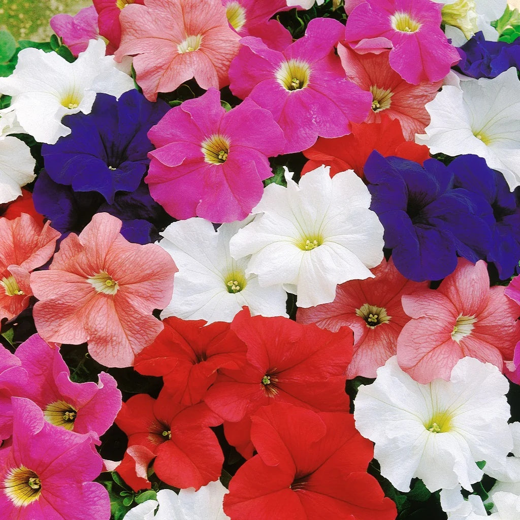 Petunia Seeds - Heirloom Flower Garden Seeds for Growing