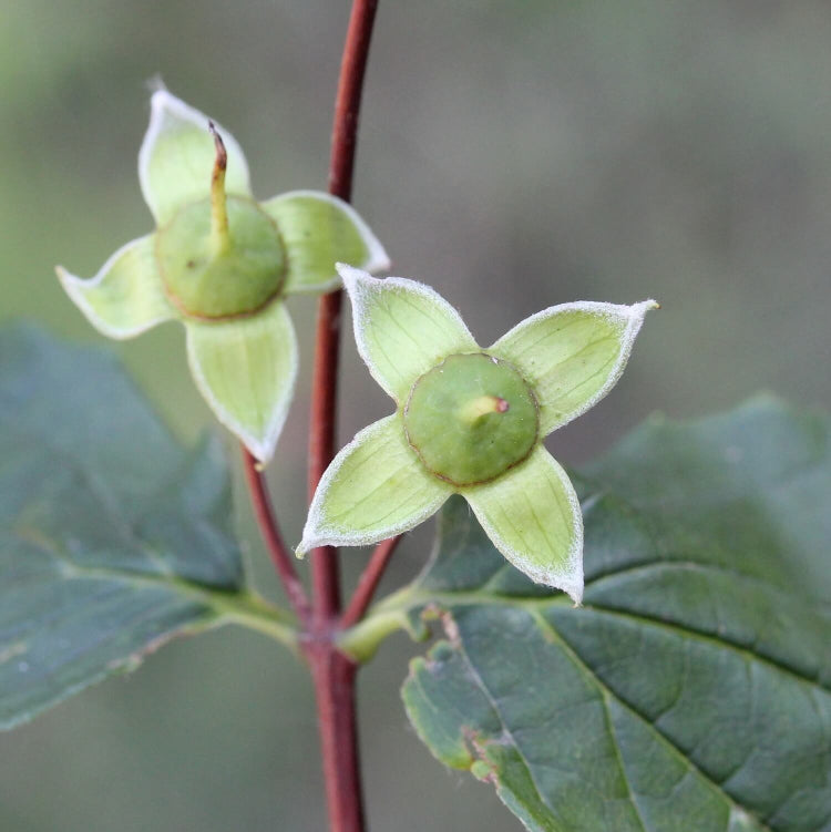 Philadelphus Coronarius Seeds - Flower Plant for Home Gardens