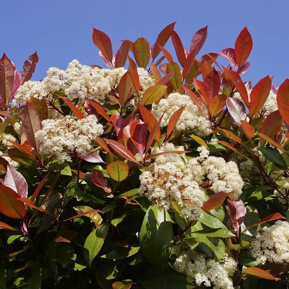 Photinia Robin Seeds - Heirloom Flower Garden Seeds for Growing